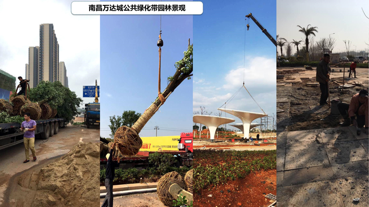 南昌萬(wàn)達(dá)公共綠化_2.jpg
